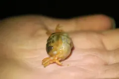 Mantle Pea Crab thumbnail 2