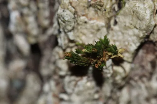 Orthotrichum pumilum