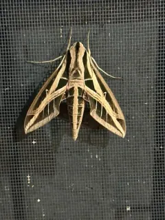 Banded Sphinx thumbnail 1