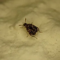 Redbud Seed Weevil thumbnail 4
