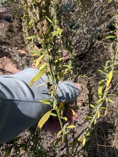 desert goosefoot