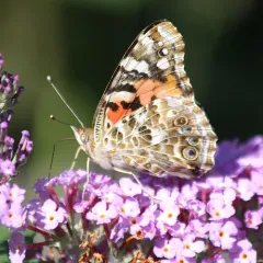 Painted Lady