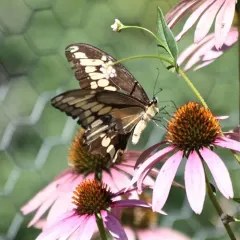 Eastern Giant Swallowtail thumbnail 1
