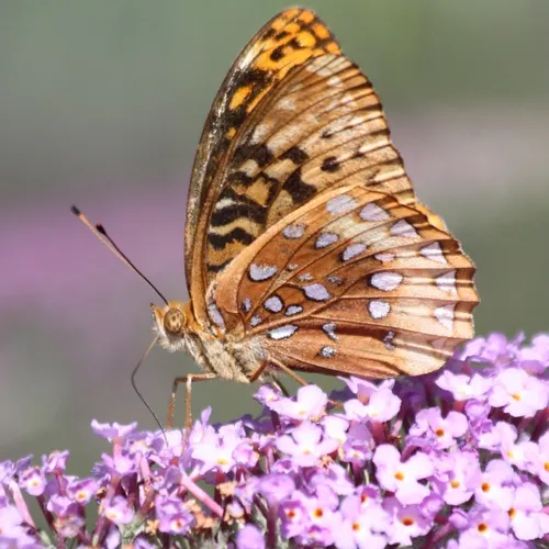 Great Spangled Fritillary
