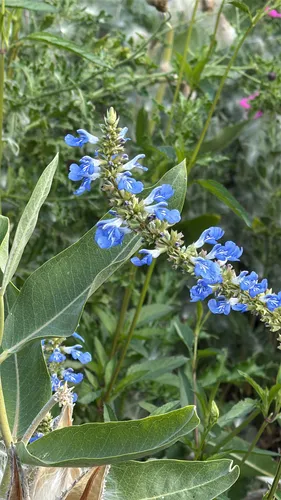 Bog sage