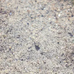 Arrow Goby thumbnail 4