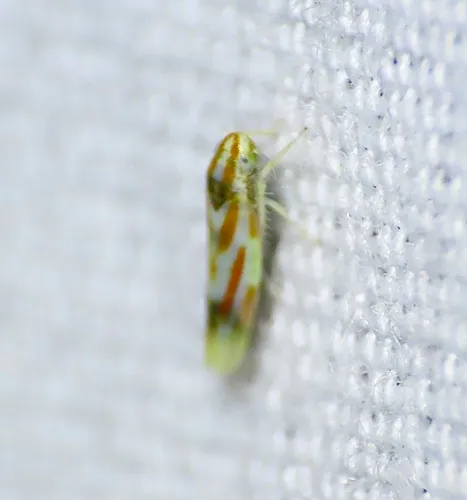 Erythridula praecisa