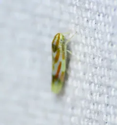 Erythridula praecisa thumbnail 1