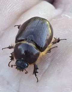 Carrot Beetle thumbnail 2