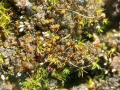 slender-toothed earth moss thumbnail 2