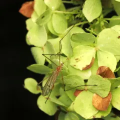 Cladura flavoferruginea thumbnail 4