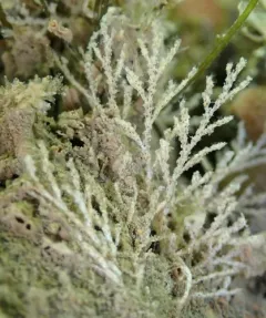 Unexpected Bryozoan thumbnail 3