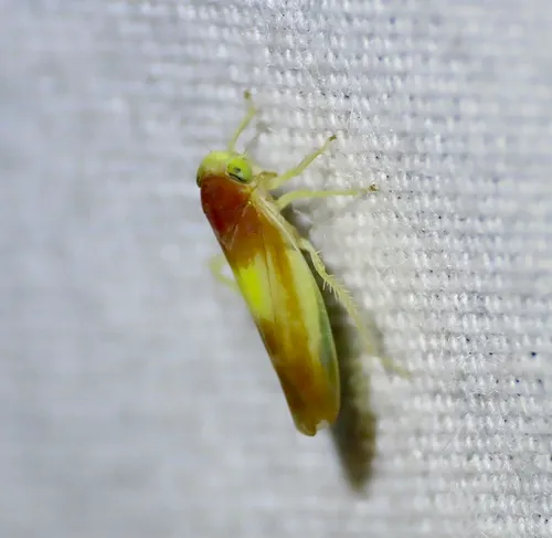 Colladonus setaceus