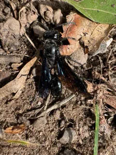 Isodontia apicalis thumbnail 2
