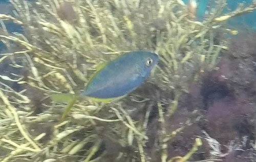 Yellow Jack