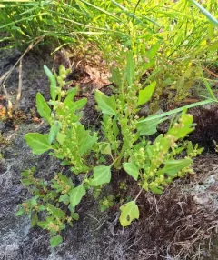 red pigweed thumbnail 2