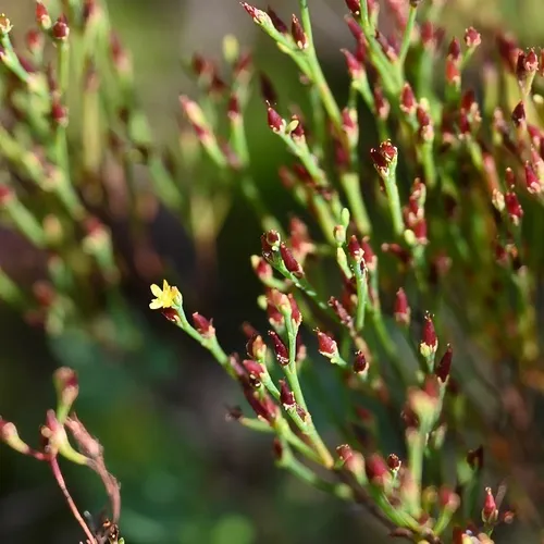 pineweed