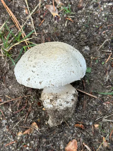 Amanita alpinicola