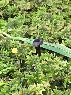 Cortinarius americanus thumbnail 1