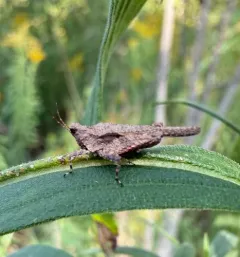 Obscure Grouse Locust thumbnail 4