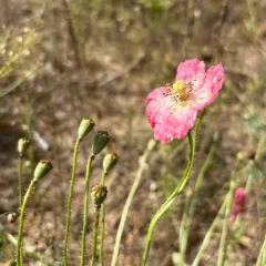 common poppy thumbnail 5