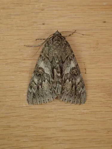Catocala faustina