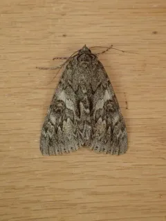 Catocala faustina thumbnail 1
