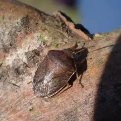 Pale-edged Pentatomid thumbnail 2