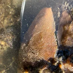 Keyhole Bryozoan thumbnail 2