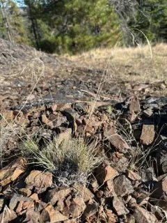 Wallowa needlegrass thumbnail 2