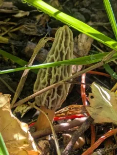 Woodchip Morel thumbnail 2