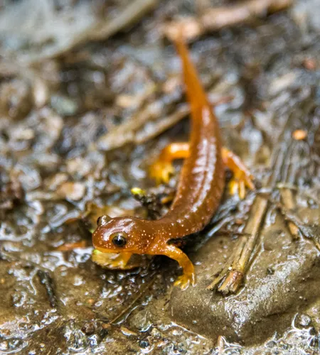 Olympic Torrent Salamander