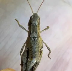 Sprinkled Locust thumbnail 2