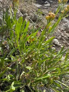Rock Goldenrod thumbnail 2