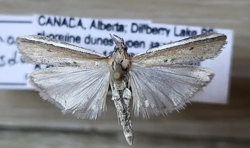 Silver-edged Knot-horn