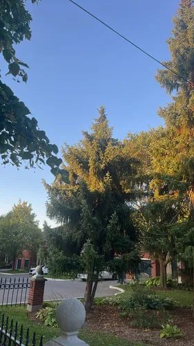 Serbian spruce