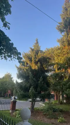 Serbian spruce thumbnail 1