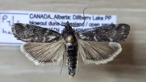 Pyla hanhamella