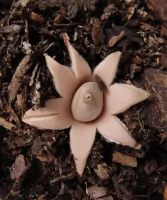 Sessile Earthstar thumbnail 2