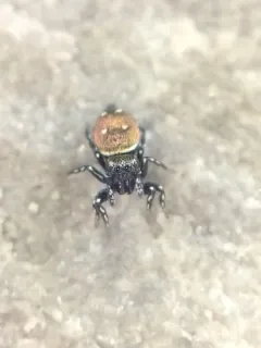 Heliophanus kochii thumbnail 2