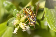 Interrupted Hornet Fly thumbnail 1