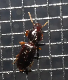 Digger Slope-rumped Beetle thumbnail 3