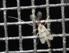 Polypedilum scalaenum thumbnail 1