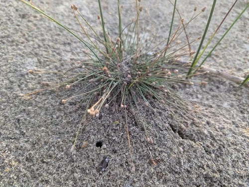 Canada Spikesedge
