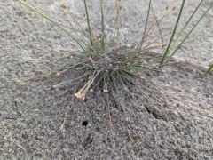 Canada Spikesedge thumbnail 1