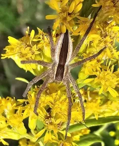 Straight-banded Nursery Web Spider thumbnail 2