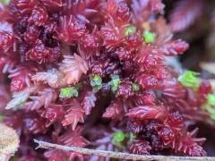 Marsh Notchwort thumbnail 2