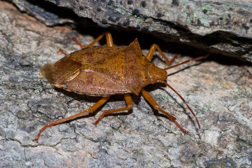 Apoecilus cynicus