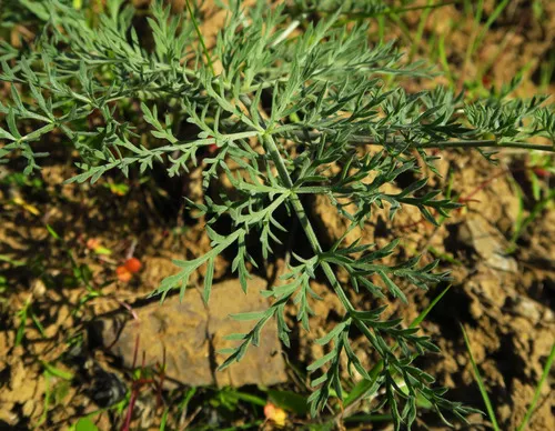 Yakama Biscuitroot