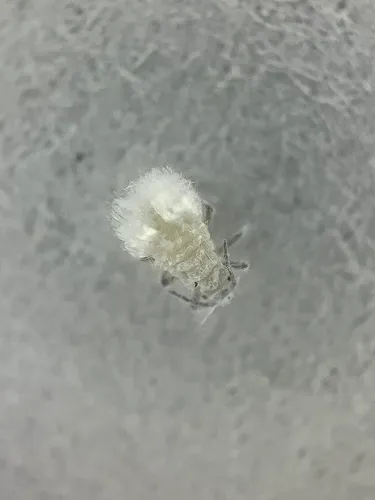 Poplar-Buttercup Gall Aphid